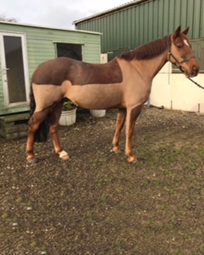 Horse wellbeing testimonial